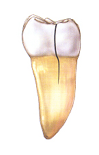tooth1